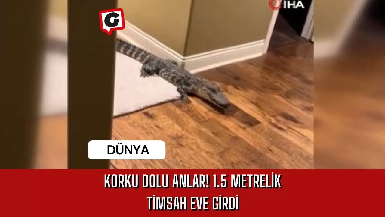 Korku Dolu Anlar Metrelik Timsah Eve Girdi