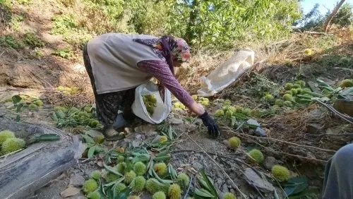  Yaz aylarının serinlemesiyle birlikte, Tireli üreticiler kestane bahçelerine erken saatlerde ulaşıyor ve komando benzeri yetenekleriyle yüksek ağaçlara tırmanarak kestaneleri topluyor. 