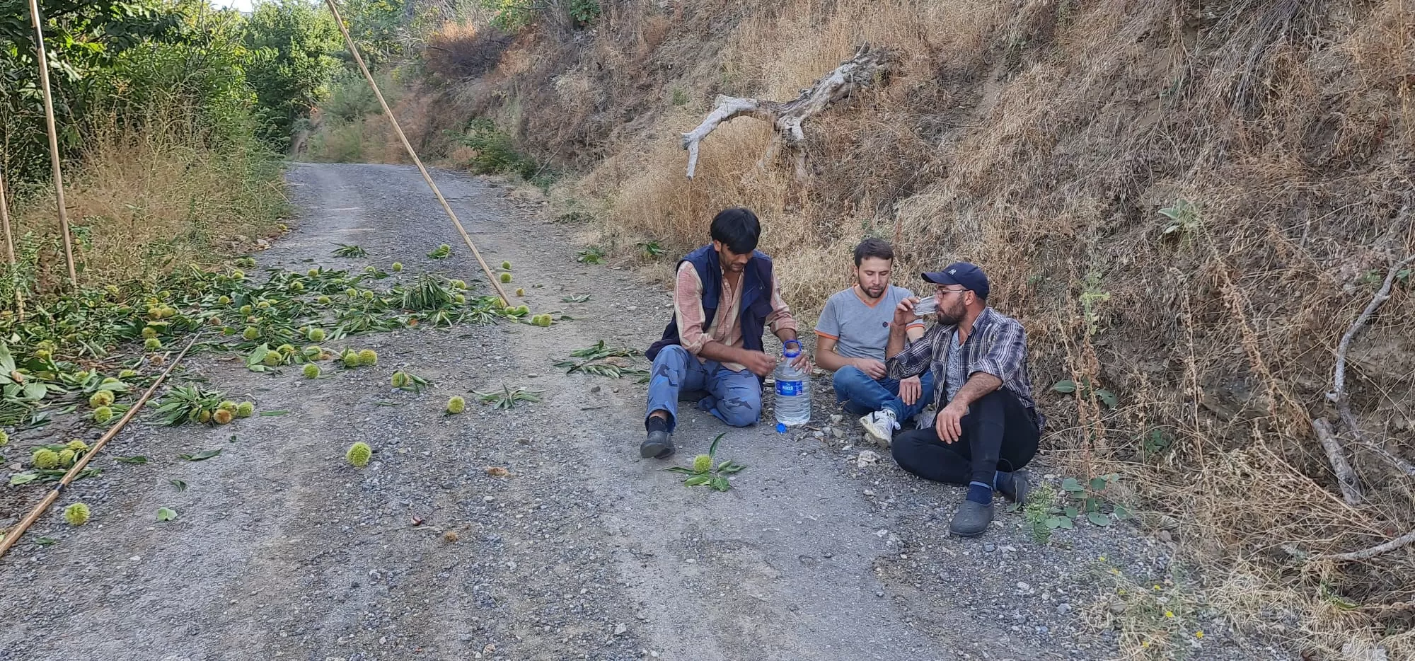  Yaz aylarının serinlemesiyle birlikte, Tireli üreticiler kestane bahçelerine erken saatlerde ulaşıyor ve komando benzeri yetenekleriyle yüksek ağaçlara tırmanarak kestaneleri topluyor. 