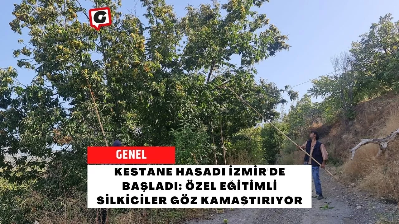 Kestane Hasadı İzmir'de Başladı: Özel Eğitimli Silkiciler Göz Kamaştırıyor