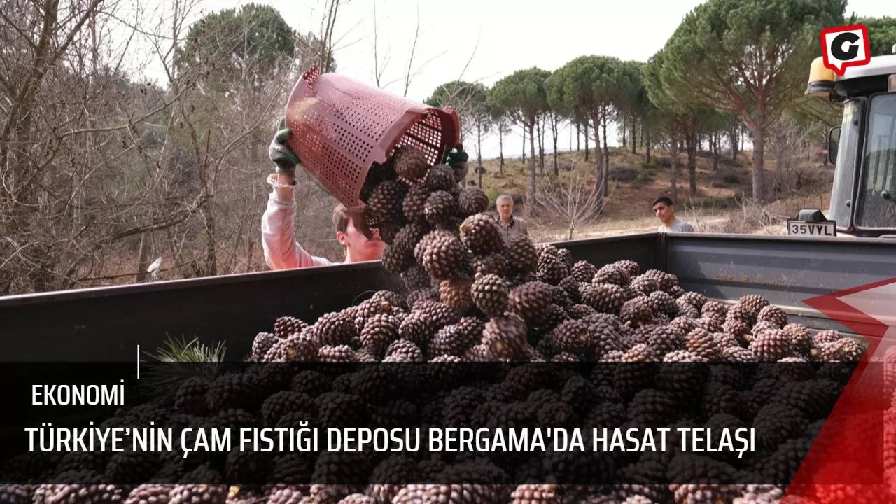 Türkiye’nin çam fıstığı deposu Bergama'da hasat telaşı