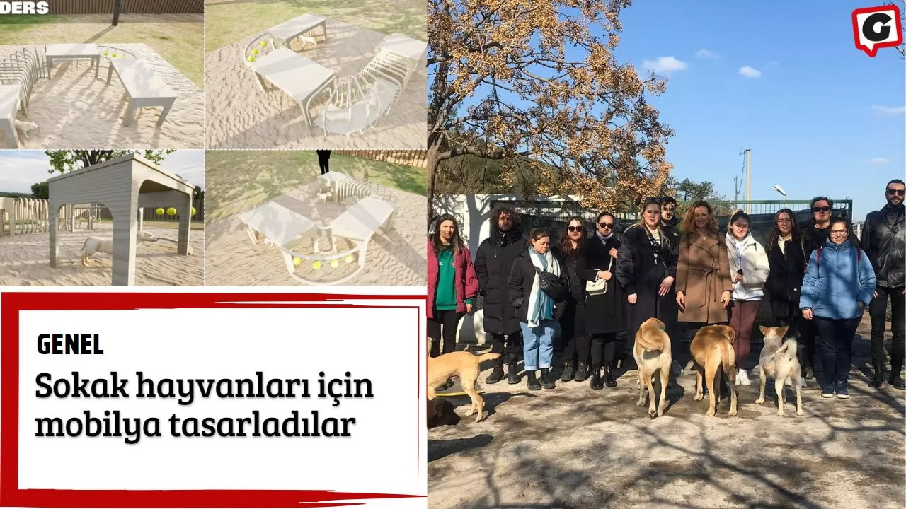 Sokak hayvanları için mobilya tasarladılar