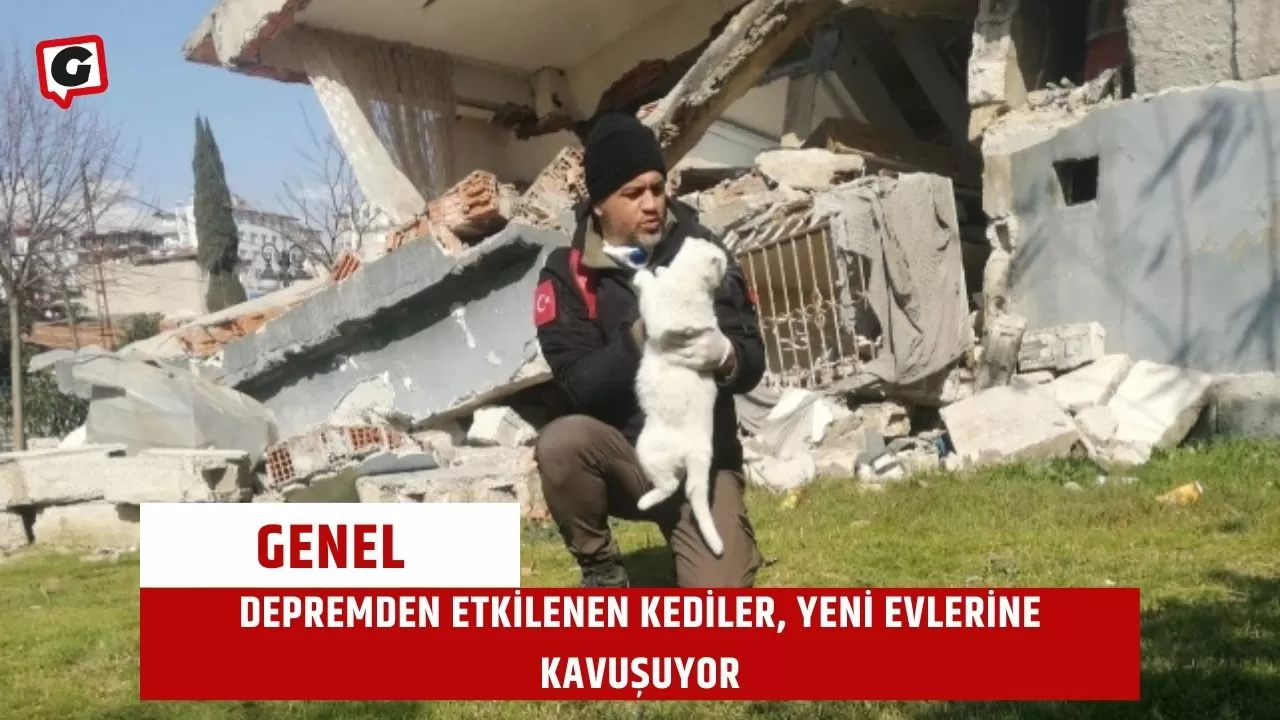 Depremden Etkilenen Kediler, Yeni Evlerine Kavuşuyor