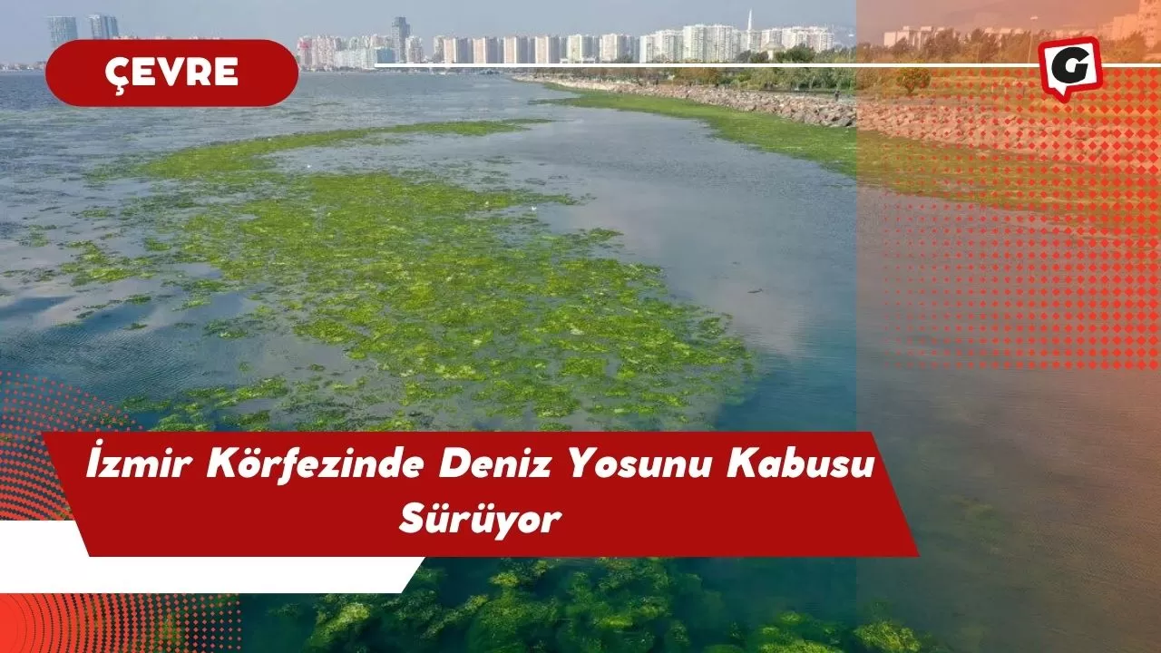 İzmir Körfezinde Deniz Yosunu Kabusu Sürüyor