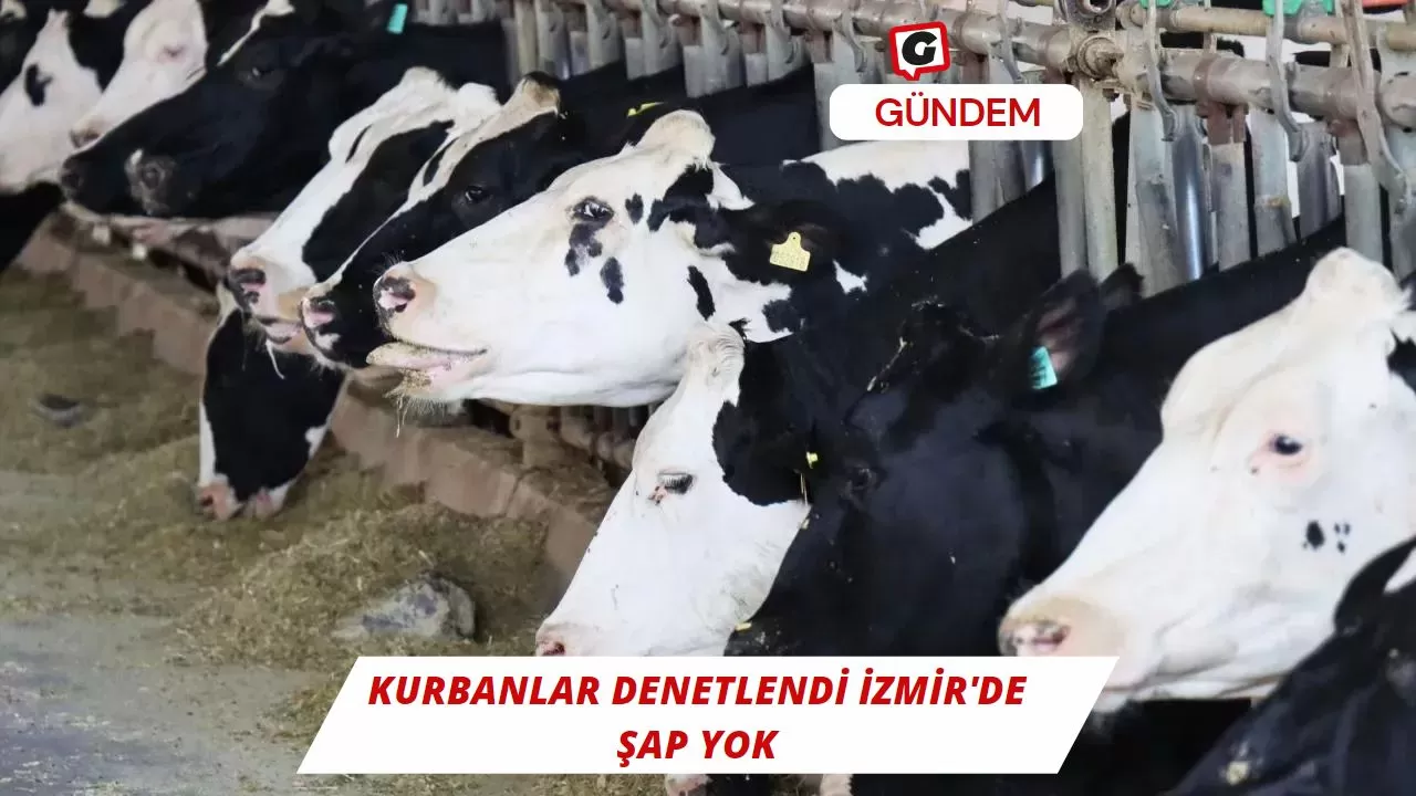 Kurbanlar Denetlendi İzmir'de Şap Yok