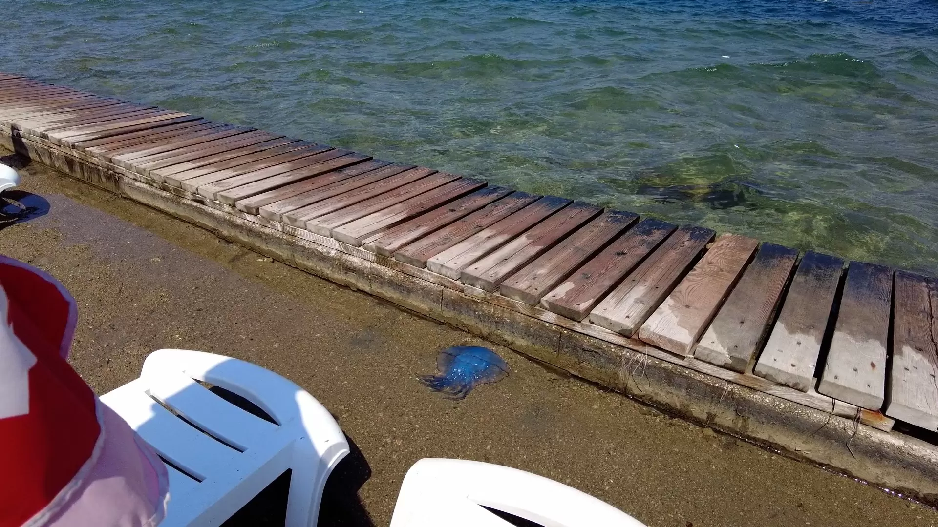 İzmir'in turistik ilçesi Foça'da, bazı sahillerde görülen denizanası istilası kentte adeta turizmi vurdu, plajlar boş kaldı.