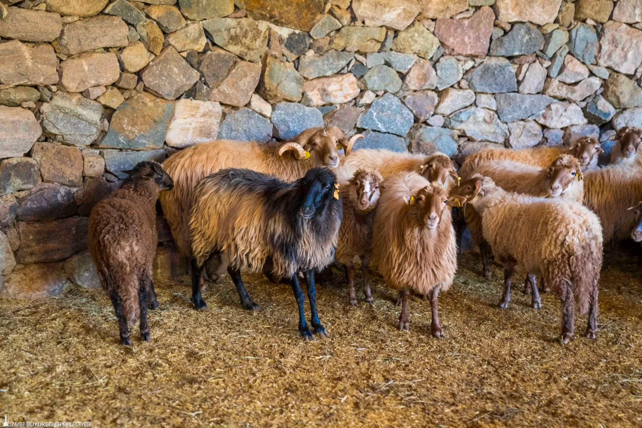 İzmir'e özgü ve nesli tükenme tehlikesi altındaki Kaçeli koyunları, İzmir Büyükşehir Belediyesi tarafından Güzelbahçe Olivelo Yaşayan Parkı'na taşındı.