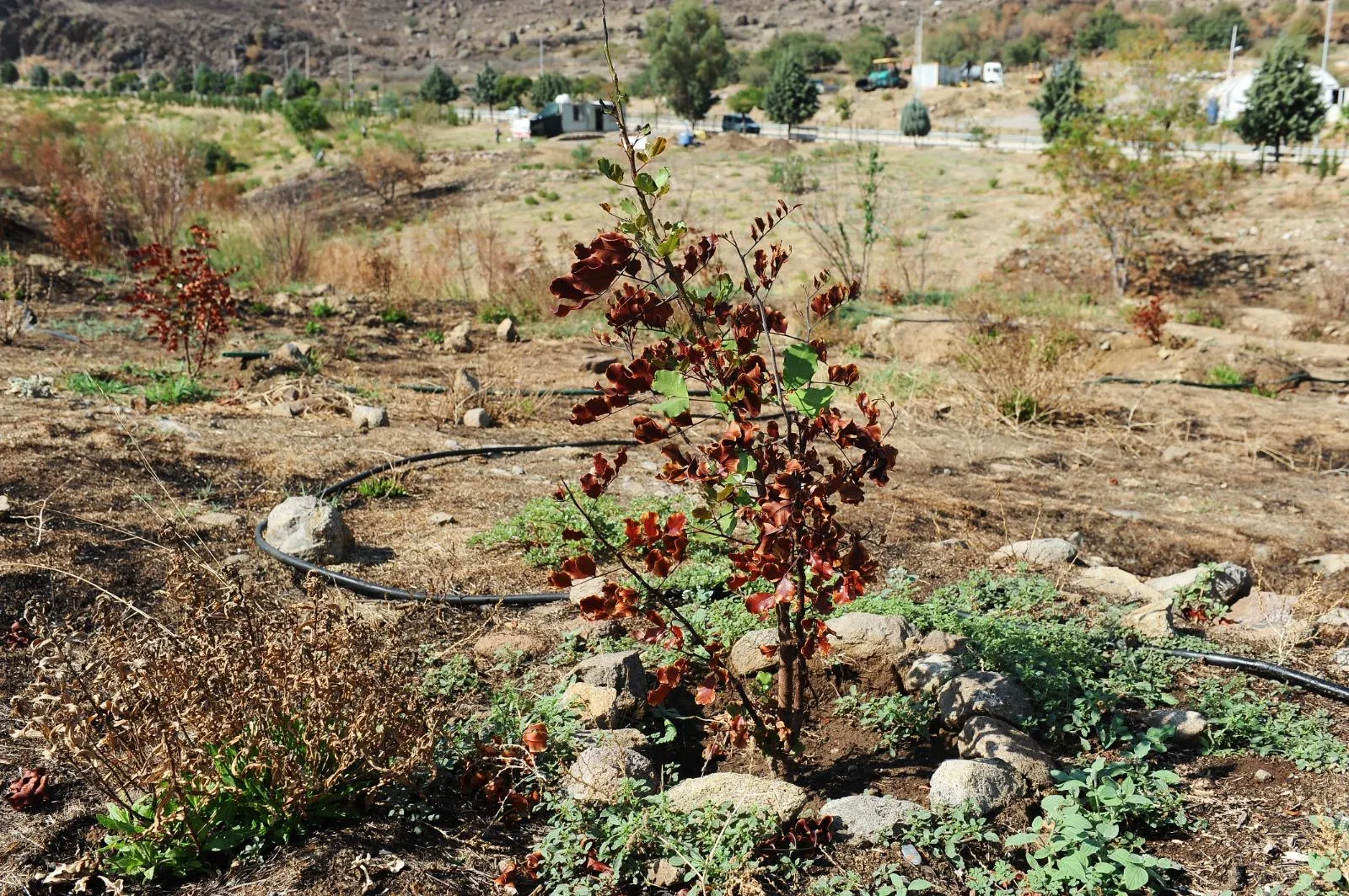 Geçtiğimiz yıl yaşanan büyük orman yangınının ardından Karşıyaka Belediyesi, Yamanlar'da bulunan Kent Ormanı'nı yeniden yeşertmek için kolları sıvadı.