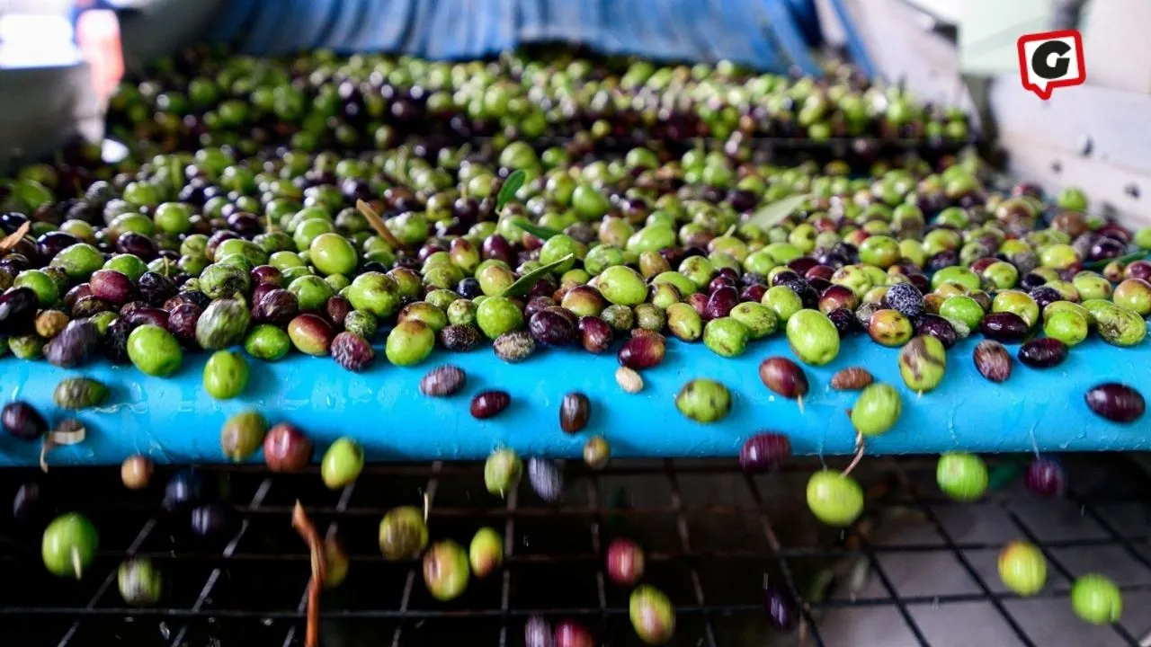 Bornova Belediyesi'nden Zeytin Üreticilerine Ücretsiz Nakliye Desteği