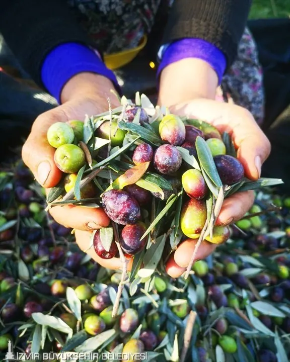 İzmir Büyükşehir Belediyesi, Bakırçay Havzası'ndaki zeytin üreticilerine 200 kasa dağıtarak, kalite kaybını önlemeye ve asit kaymasını engellemeye yönelik önemli bir adım attı.