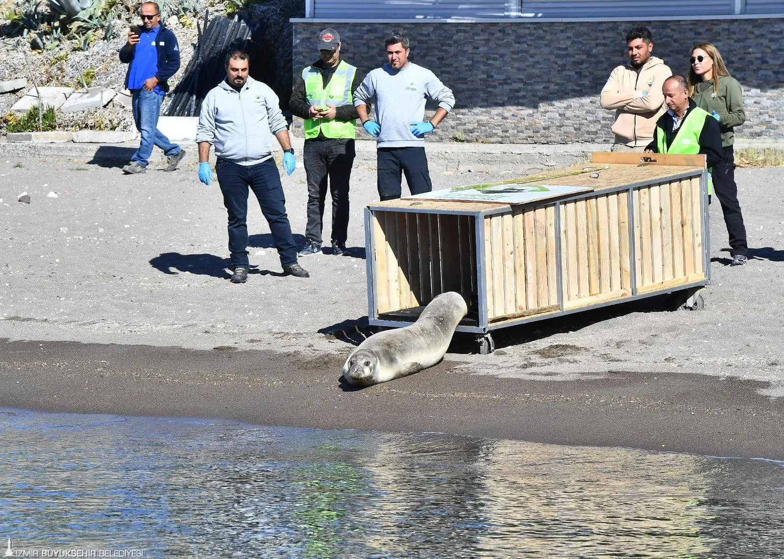 İzmir Büyükşehir Belediyesi ekipleri tarafından Güzelbahçe sahilinde bitkin halde bulunan Akdeniz foku Zeytin, Doğal Yaşam Parkı'nda tedavi edilerek Foça'da denize bırakıldı. 