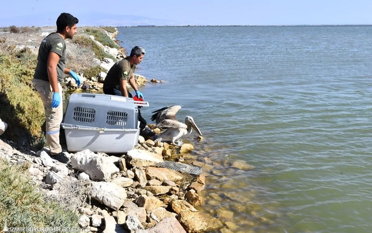 İzmir Büyükşehir Belediyesi'nin Doğal Yaşam Parkı, enfeksiyon tedavisi gören pelikan ve leylek gibi yaralı hayvanları rehabilite ederek doğaya kazandırıyor. 330 canlı tedavi edilip özgürlüğüne kavuştu