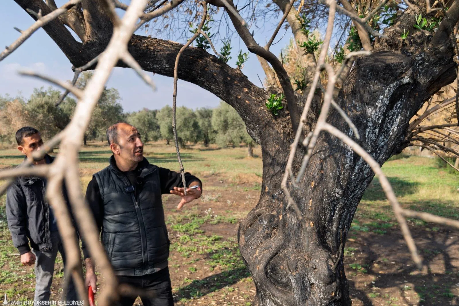 İzmir Büyükşehir Belediyesi, orman yangınlarında zarar gören zeytinliklerin rehabilitasyonu için üreticilere eğitim veriyor. Zeytin ağaçlarının yaşatılması için doğru bakım teknikleri öğretiliyor.