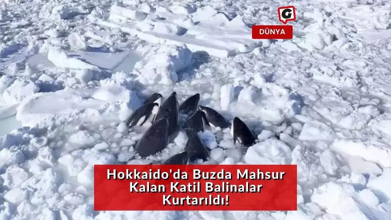 Hokkaido'da Buzda Mahsur Kalan Katil Balinalar Kurtarıldı!