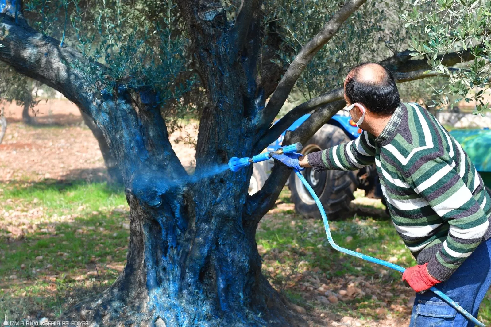 İzmir Büyükşehir Belediyesi, "Başka Bir Tarım Mümkün" vizyonuyla zeytin ağaçlarında "Halkalı Leke" hastalığıyla mücadele için 862 üreticiye 58 ton bordo bulamacı hibe etti.