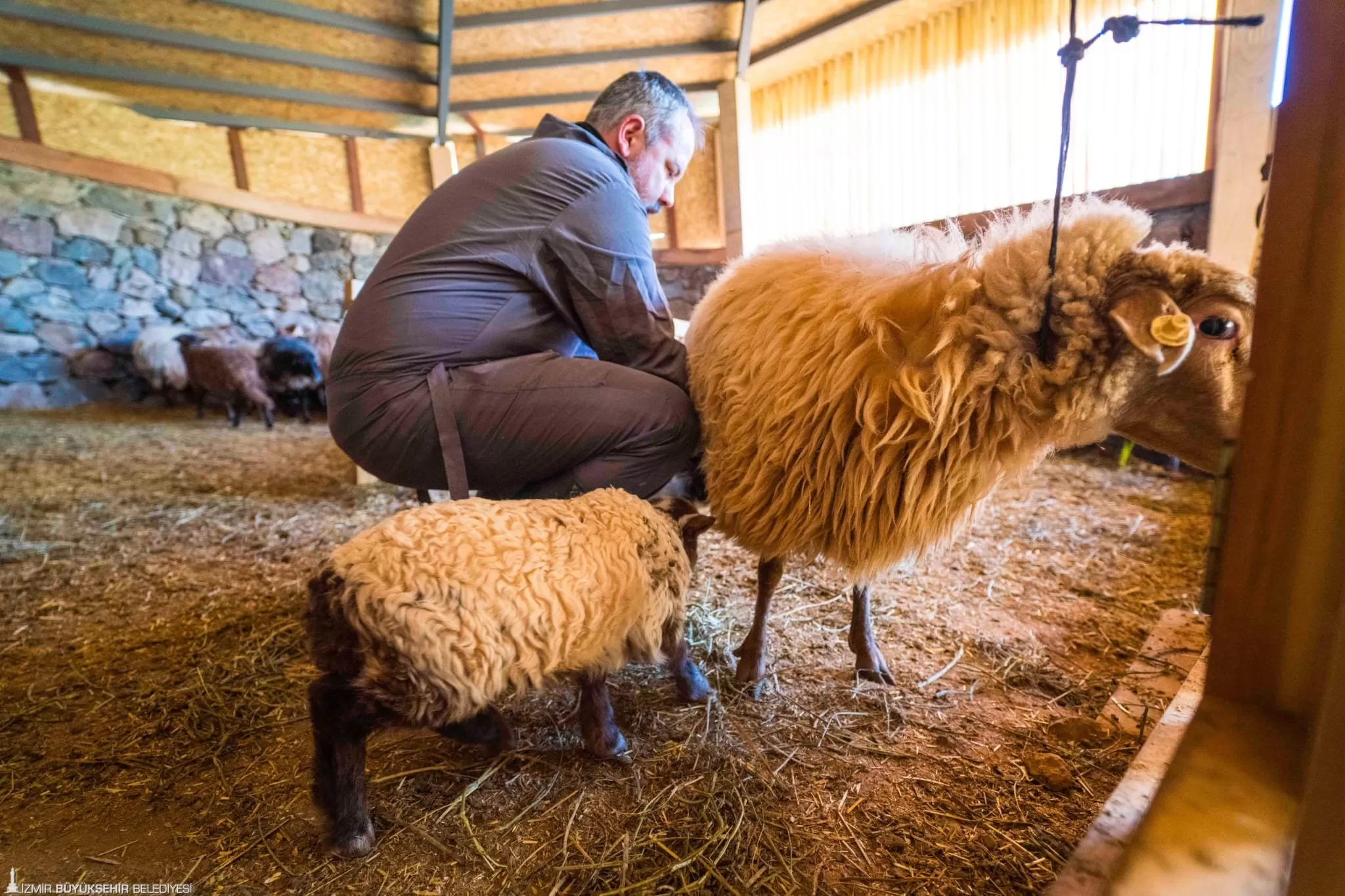 Nesli tükenme tehlikesi altında olan Kaçeli koyunları, İzmir Büyükşehir Belediyesi'nin Olivelo Yaşayan Parkı'nda ilk kez yavruladı. 