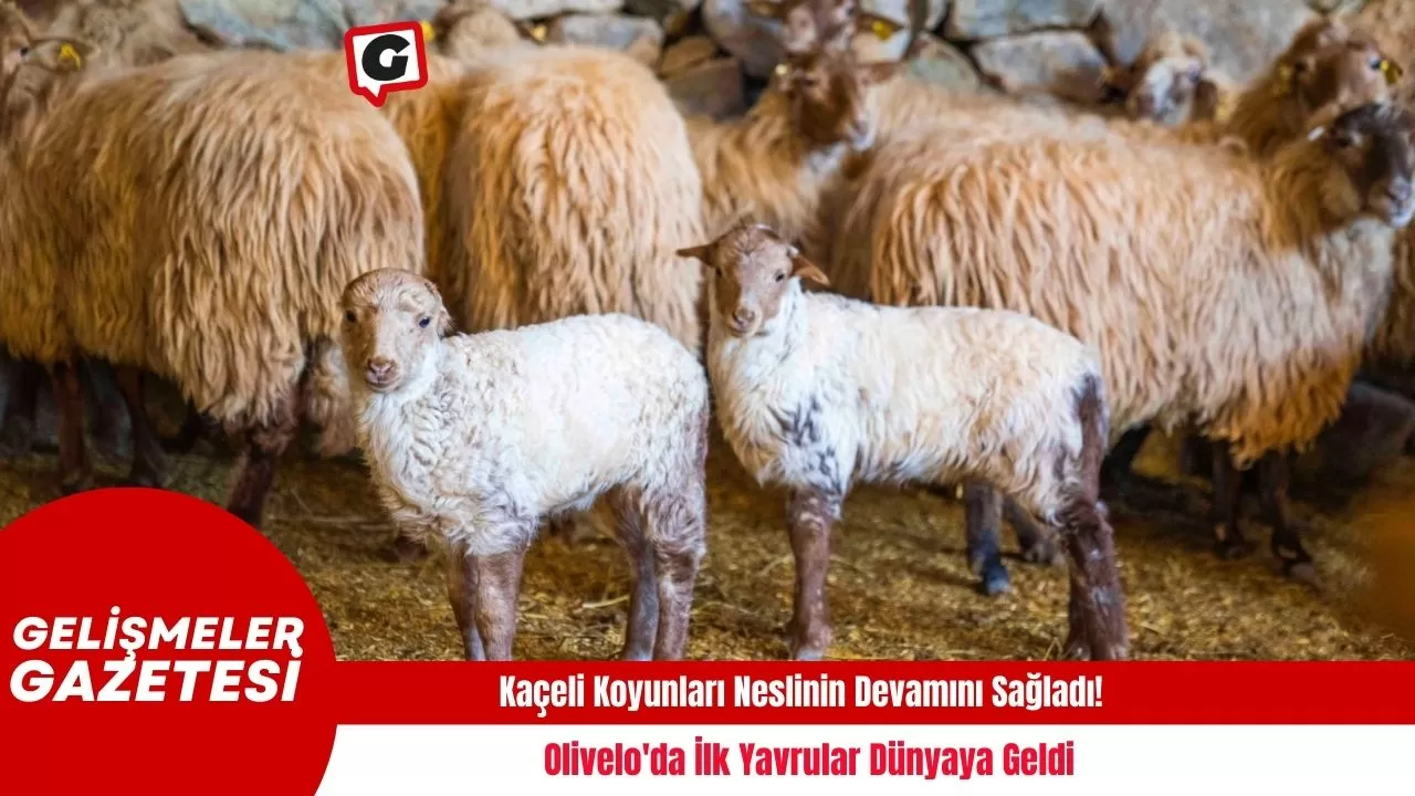 Kaçeli Koyunları Neslinin Devamını Sağladı! Olivelo'da İlk Yavrular Dünyaya Geldi