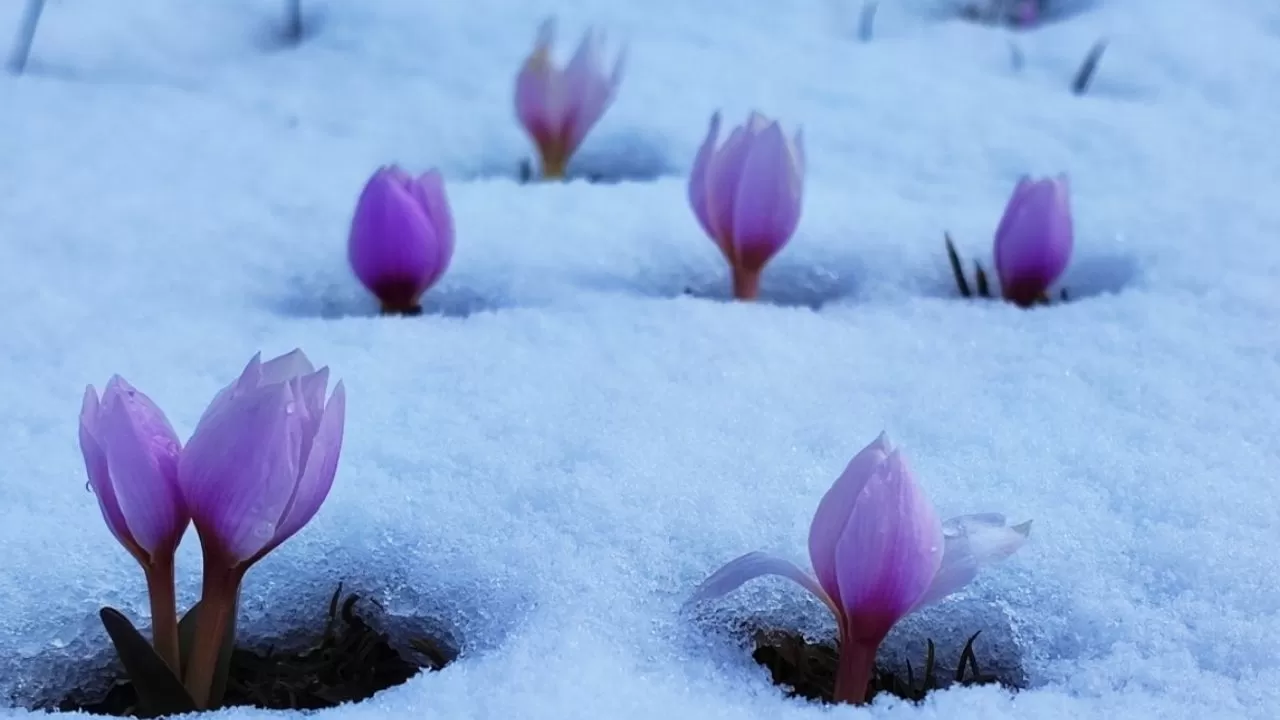 Karlar altındaki çiğdem çiçeklerinden kartpostallık görüntüler