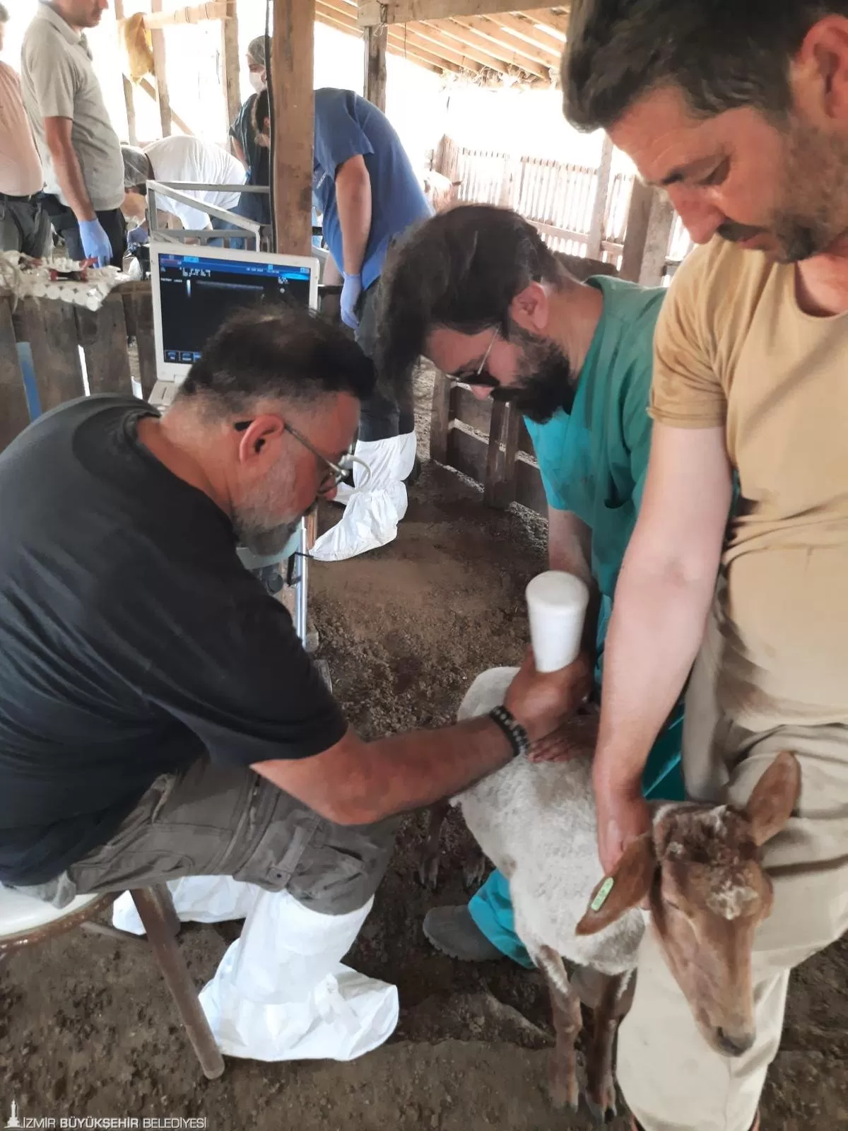 Çeşme'de adeta bir umut ışığı yakılan Kaçeli koyunları, İzmir Büyükşehir Belediyesi'nin girişimleri ile neslinin tükenmesinden kurtarılıyor