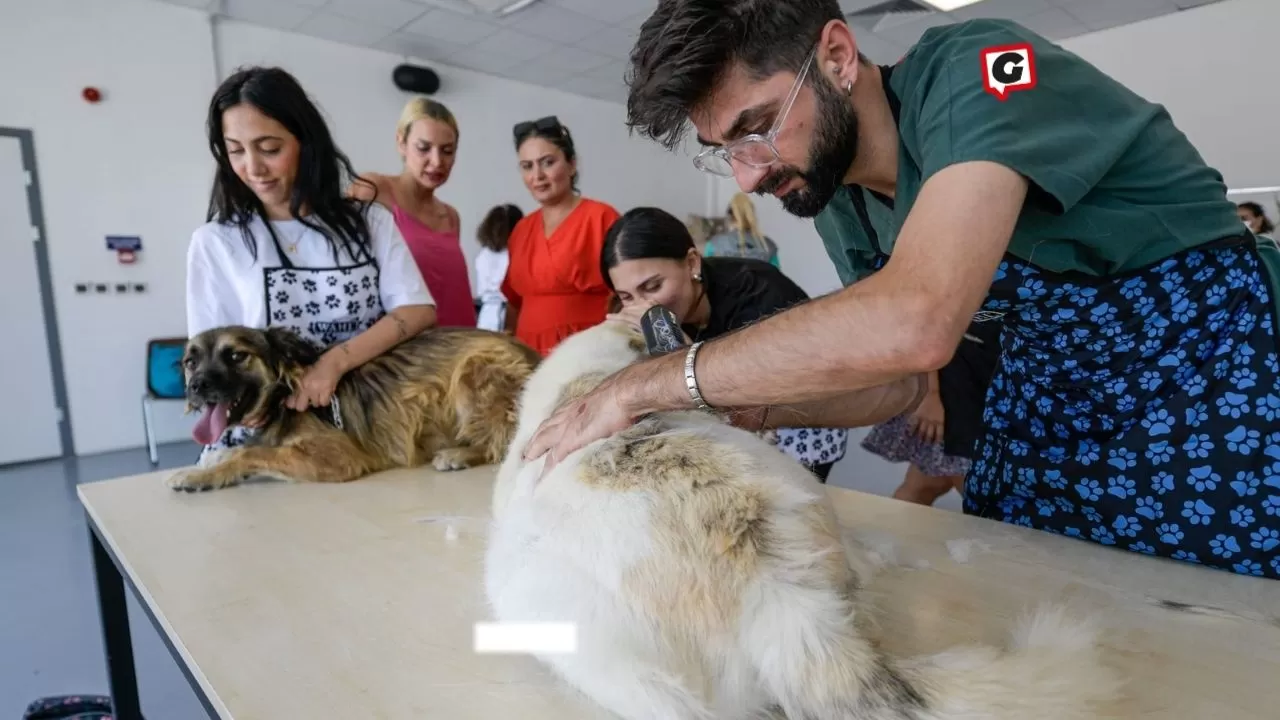 İzmir'de Bir İlk! Yaz Sıcaklarında Sahipsiz Köpekler Pet Kuaförlerce Tıraş Edildi ve Yıkanıldı