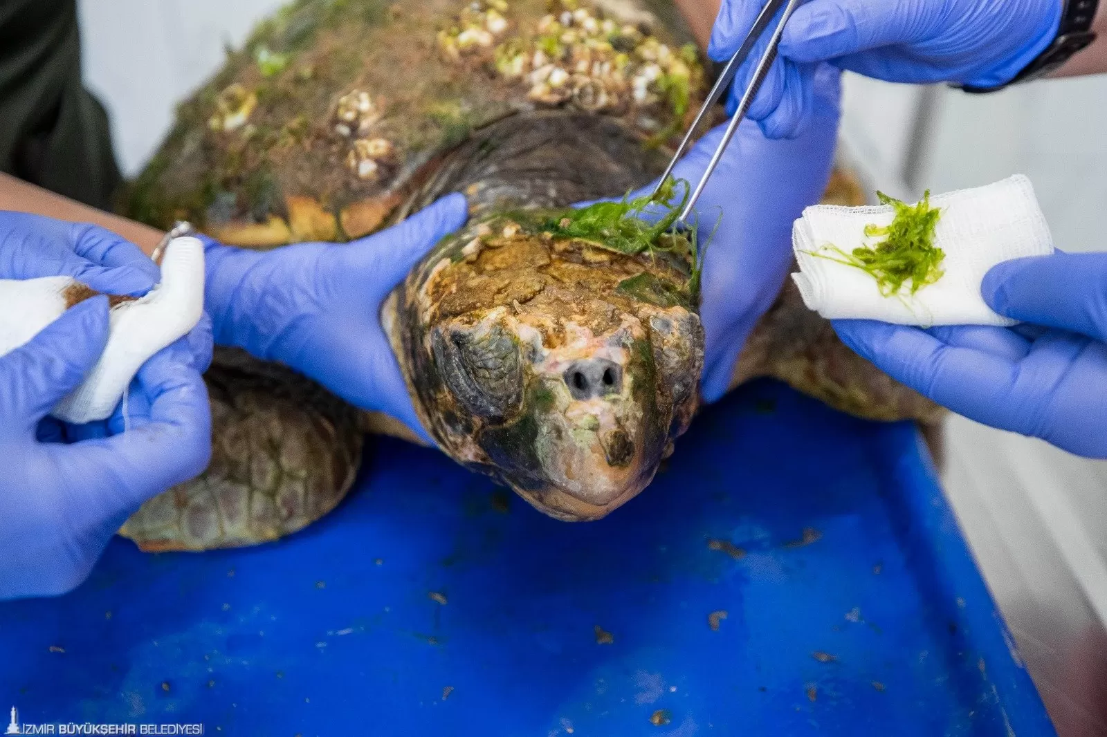 İzmir Büyükşehir Belediyesi ekipleri, Körfez temizliği sırasında Pasaport İskelesi yakınlarında kafatasında kırıklar olan bir Caretta caretta cinsi deniz kaplumbağasını kurtardı.