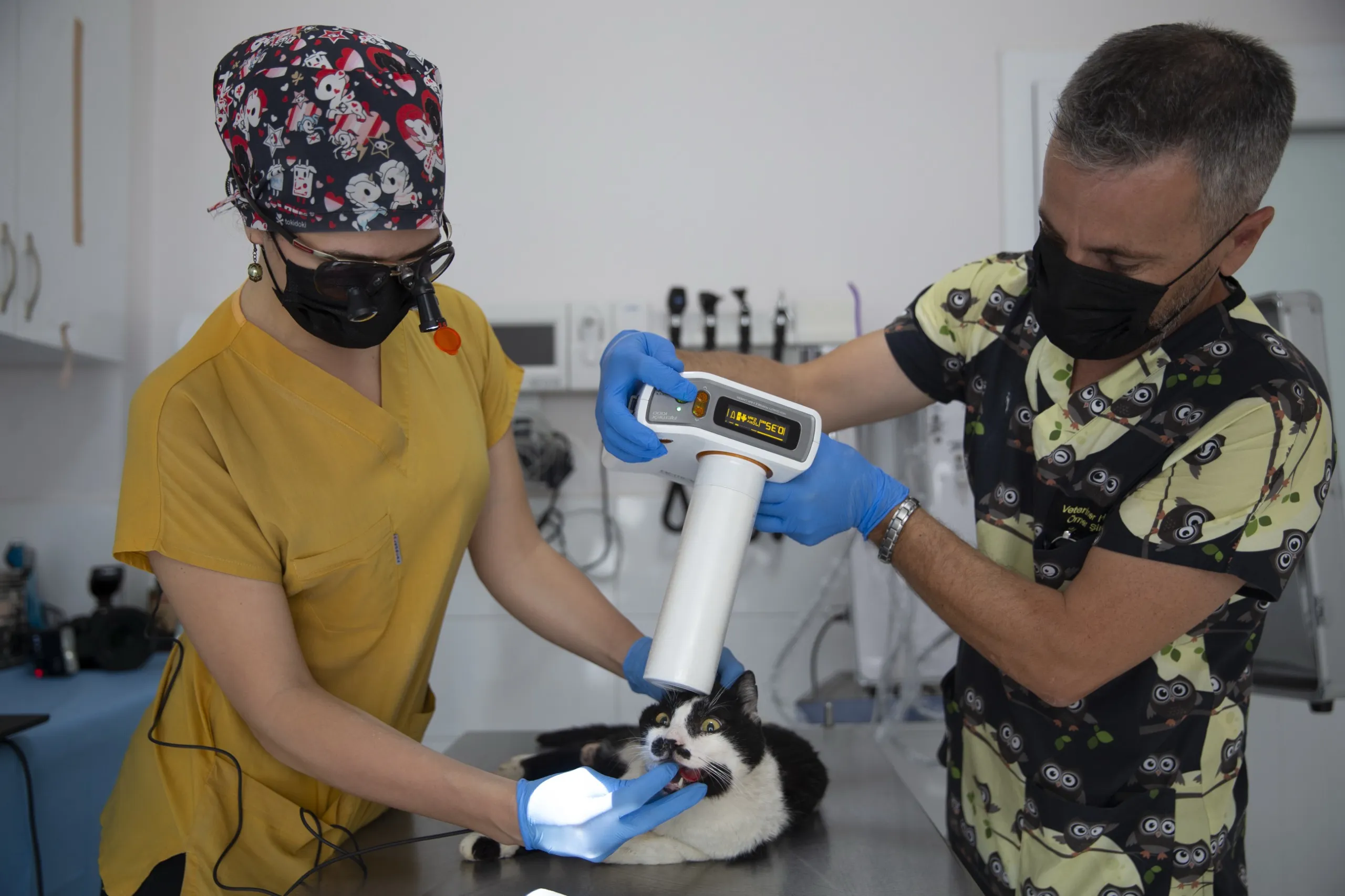 Dokuz Eylül Üniversitesi Veteriner Fakültesi öğrencisi Günce Beren Ağırbaş'ın öncülüğünde Konak Belediyesi Veteriner İşleri Müdürlüğü'nde sokak kedilerine diş operasyonu yapıldı. 