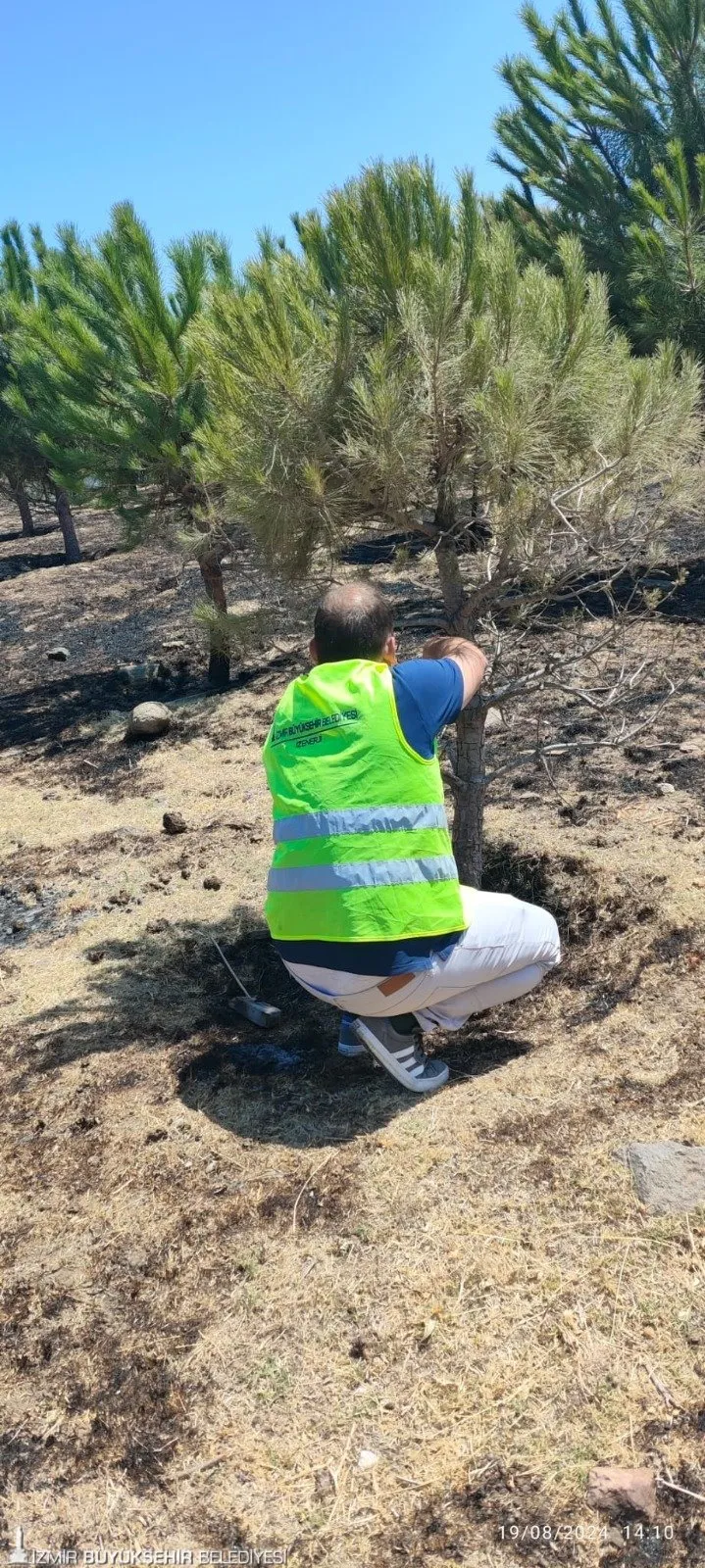 İzmir Büyükşehir Belediyesi, Yamanlar Dağı'nda yaşanan yangının ardından zarar gören 15 bin ağacı kurtarmak için harekete geçti.