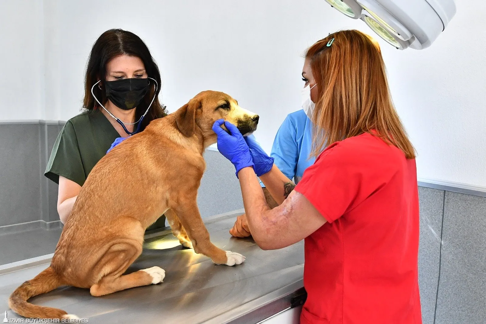 İzmir Büyükşehir Belediyesi,2023 yılında 95 bin sahipsiz kedi ve köpek kısırlaştırılarak sokak hayvanı popülasyonu kontrol altına alındı. 