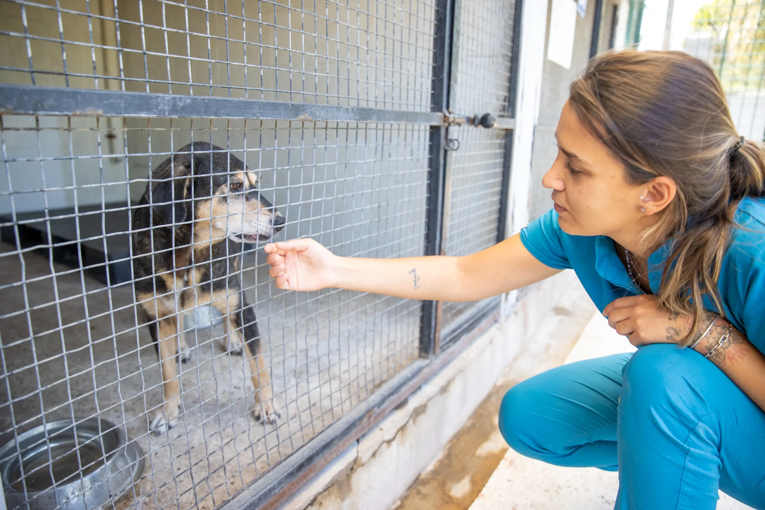 Konak Belediyesi Hayvan Sağlığı Merkezi, son bir ayda 19 kedi ve 39 köpeği sahiplendirerek ömürlük yuvalarına kavuşturdu.