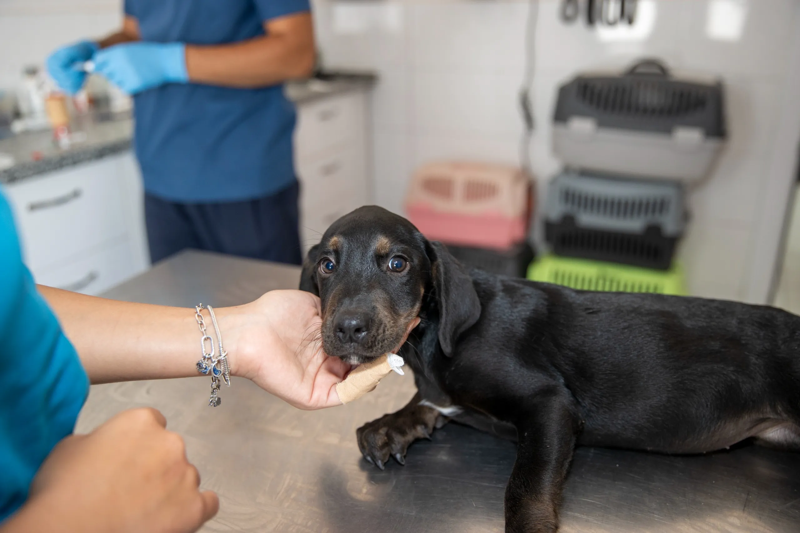 Konak Belediyesi Hayvan Sağlığı Merkezi, son bir ayda 19 kedi ve 39 köpeği sahiplendirerek ömürlük yuvalarına kavuşturdu.