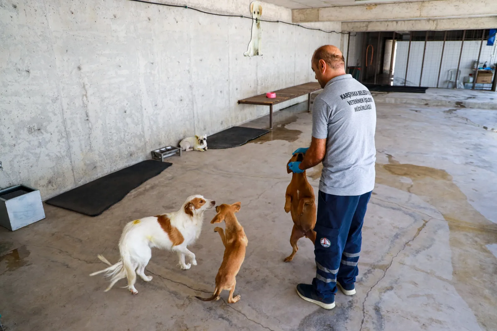 Yamanlar Dağı'ndaki orman yangını sırasında Karşıyaka Belediyesi'ne ait geçici köpek bakımevlerinden tahliye edilen can dostları, İzmir Büyükşehir Belediyesi'nin tesislerinde koruma altına alındı.