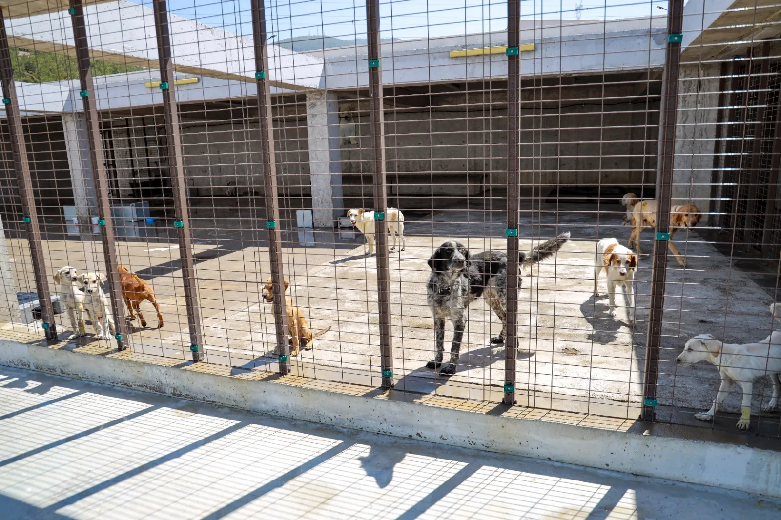 Yamanlar Dağı'ndaki orman yangını sırasında Karşıyaka Belediyesi'ne ait geçici köpek bakımevlerinden tahliye edilen can dostları, İzmir Büyükşehir Belediyesi'nin tesislerinde koruma altına alındı.