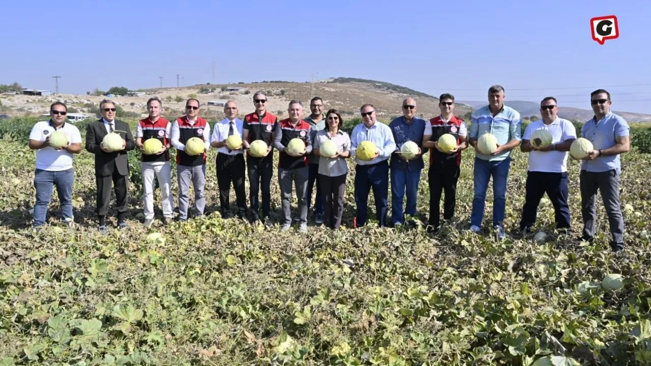 Foça Kavunu Şenliğinde Hasat Coşkusu Yaşandı