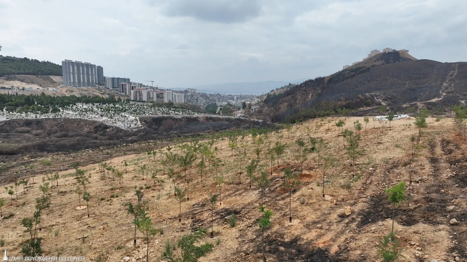 İzmir Büyükşehir Belediyesi'nin Yamanlar Dağı'ndaki yangında zarar gören Sancaklı Ağaçlandırma Sahası'nda yürüttüğü yoğun bakım çalışmaları sonuç verdi.