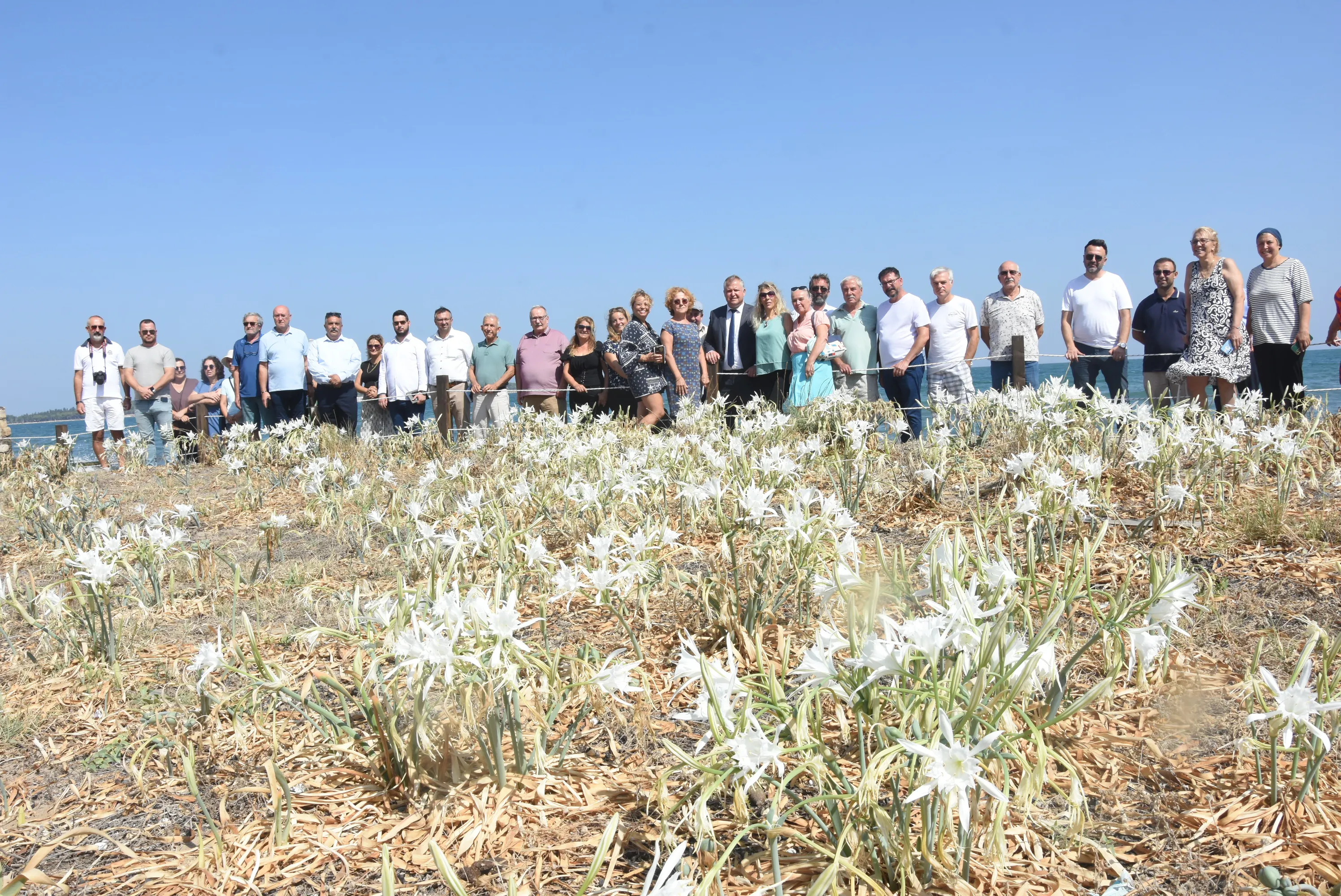 Türkiye'de sadece üç yerde yetişen kum zambakları, Urla'da koruma altına alındı. Urla Belediyesi, bu nadide bitkinin neslinin tükenmesini önlemek için önemli bir adım attı.